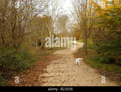 Chien sur un sentier de randonnée à travers une forêt dans l'automne à Buckinghamshire Banque D'Images