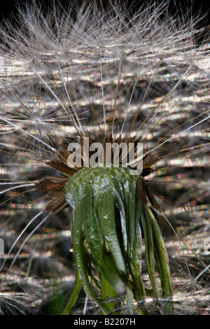 Pissenlit commun graines germées fleur fleurs flore artistique gros plan gros plan détail affichage très haute résolution format vertical aux États-Unis US haute résolution Banque D'Images