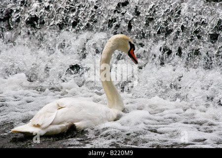 Beau cygne blanc avec petite cascade d'eau éclatant au-dessus photos images photos Grande haute résolution horizontale aux États-Unis haute résolution US haute résolution Banque D'Images