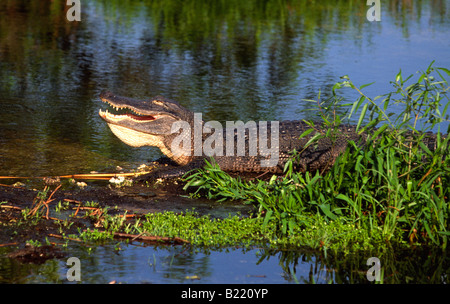 Alligator Alligator mississippiensis) (basking dans le soleil du soir, bouche ouverte Banque D'Images