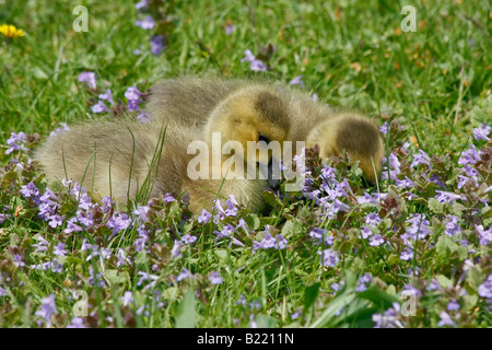 Deux petits oisons mignons se trouvent dans la prairie avec des fleurs belle nature paysage personne d'en haut remplissant fond dans l'Ohio USA US horizontal haute résolution Banque D'Images