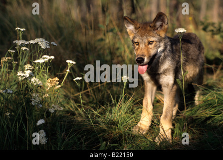 Grey Wolf pup en été. Banque D'Images