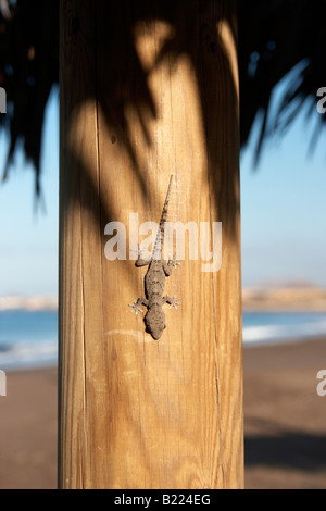 Petit lézard sur la paille parasol Banque D'Images