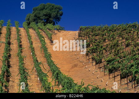 Stevenot Winery près de Murphys Ranch Comté de Californie Banque D'Images