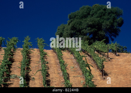 Stevenot Winery près de Murphys Ranch Comté de Californie Banque D'Images