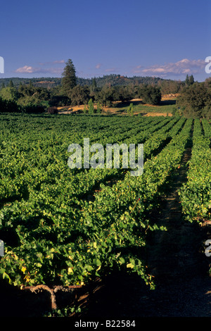 Près de Ironstone Vineyards Murphys Comté de Californie Banque D'Images