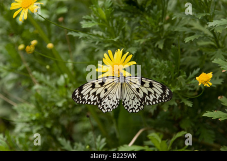 Arbre généalogique de Malabar, Papillon Nymphe Idée Malabarica, papier Kite Butterfly Banque D'Images