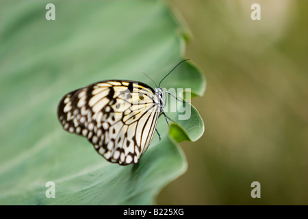 Arbre généalogique de Malabar, Papillon Nymphe Idée Malabarica, papier Kite Butterfly Banque D'Images