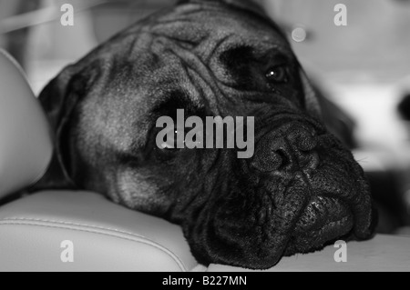 Un bullmastiff (bull mastiff) chien sur sa tête sur l'arrière de l'intérieur cuir d'une voiture, comme son propriétaire promenades à pied. Banque D'Images