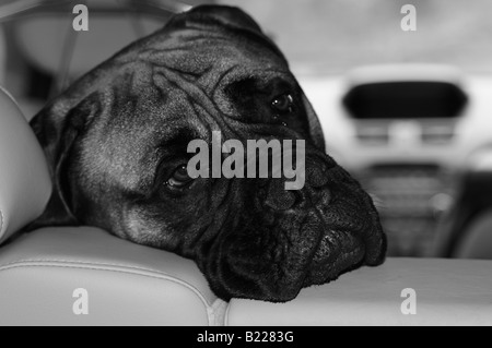 Un bullmastiff (bull mastiff) chien sur sa tête sur l'arrière de l'intérieur cuir d'une voiture, comme son propriétaire promenades à pied. Banque D'Images