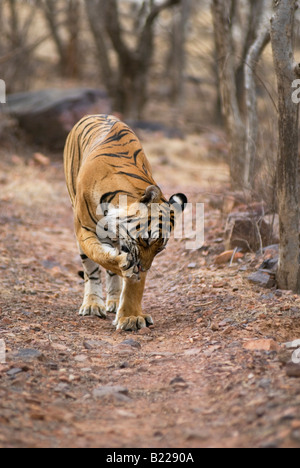 Sa patte à mâcher tigre du Bengale (Panthera tigris) Banque D'Images