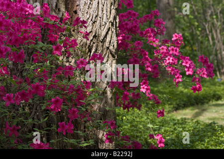 Les Azalées roses broussaillent au début du printemps dans le parc public photos photos photos photographie Grande résolution aux États-Unis horizontal haute résolution aux États-Unis Banque D'Images