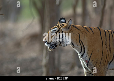 Machali, Portrait de tigre tigre du Bengale (Panthera tigris ) Banque D'Images