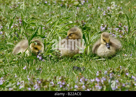 Trois petits oisons mignons se trouvent dans la prairie avec des fleurs belle nature paysage personne d'en haut remplissant fond dans l'Ohio USA US horizontal haute résolution Banque D'Images