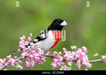 Cardinal à poitrine rose perché en fleurs - lishui Banque D'Images