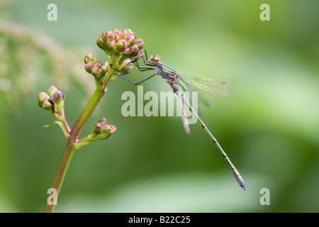 Demoiselle Lestes sponsa émeraude mâle adulte au repos sur les boutons de fleurs Scrofulariacées Banque D'Images