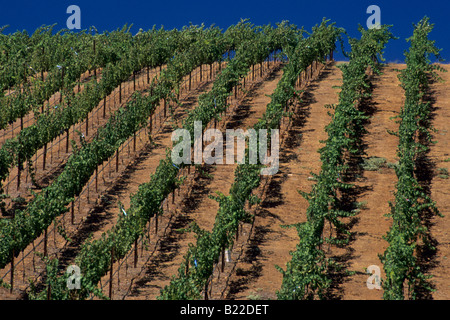 Stevenot Winery près de Murphys Ranch Comté de Californie Banque D'Images