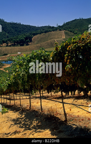 Stevenot Winery près de Murphys Ranch Comté de Californie Banque D'Images