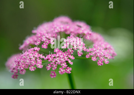 L'Achillée Millefeuille tanaisie ( achillea distans ) Alpes Bernoises, Suisse Banque D'Images