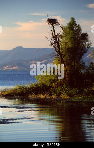 Nid d'Aigle dans l'arbre au bord du lac Clear Lake County Park près de Kelseyville Lake County en Californie Banque D'Images