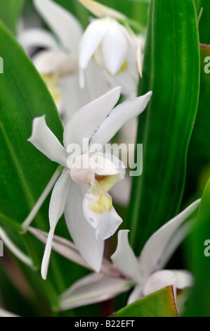 Coelogyne ochracea variante d'espèces d'orchidées fleurs ouvertes cultivar tige fleur fond vert foncé Banque D'Images