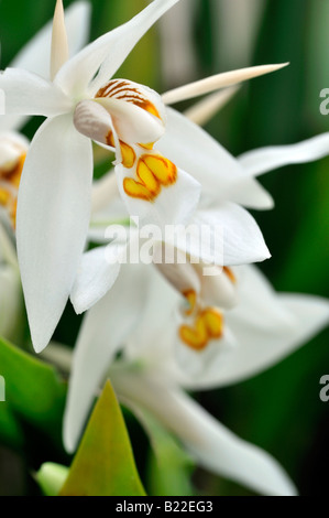 Coelogyne ochracea variante d'espèces d'orchidées fleurs ouvertes cultivar tige fleur fond vert foncé Banque D'Images