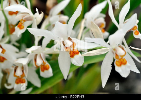 Coelogyne ochracea variante d'espèces d'orchidées fleurs ouvertes cultivar tige fleur fond vert foncé Banque D'Images