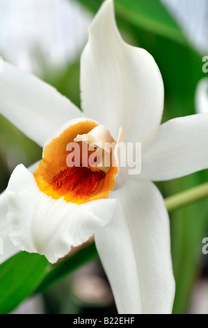 Coelogyne ochracea variante d'espèces d'orchidées fleurs ouvertes cultivar tige fleur fond vert foncé Banque D'Images