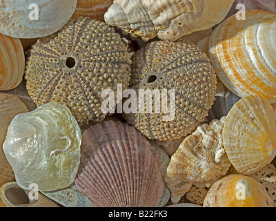 Différents shells de la mer Banque D'Images