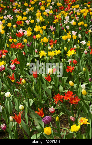 Tulip lit dans un motif de Kolomenskoïe, ancien domaine royal, au sud-est de Moscou, Russie Banque D'Images