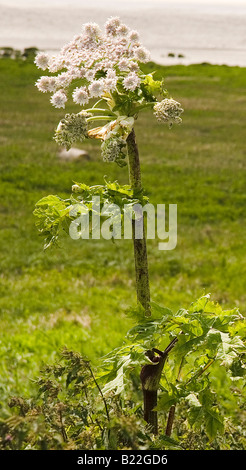 La berce du Caucase, plante des milieux humides Newport Gwent Uskmouth Cymru Wales SE UK Banque D'Images