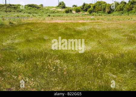 Un champ d'herbe balayé par les zones humides de Newport au Pays de Galles SE Uskmouth UK Banque D'Images