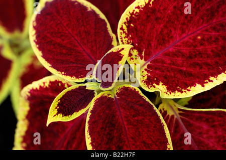L'assistant de Coleus cultivar écarlate sp var rouge feuilles lumineuses variante closeup macro close up detail Banque D'Images