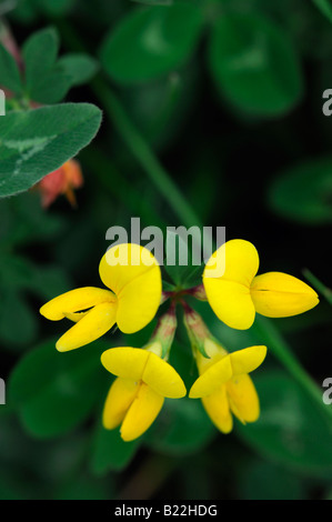 Les oiseaux communs à feuilles pennées (Lotus corniculatus fleurs sauvages indigènes irlandais fleur jaune Banque D'Images