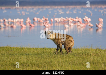 Hyena tachetée, Masai Mara, Afrique Banque D'Images