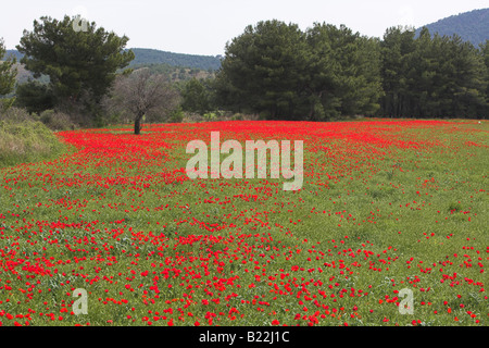 Champ de coquelicots en pleine floraison dans des conditions de ciel couvert à Lesbos, Grèce en avril. Banque D'Images