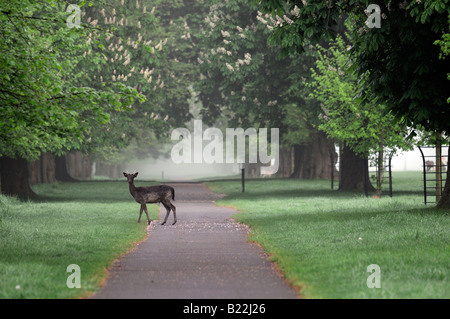 Daims unique sentier traversant le long de l'avenue des marronniers et tilleuls dans un épais brouillard Phoenix Park Dublin Ireland Banque D'Images