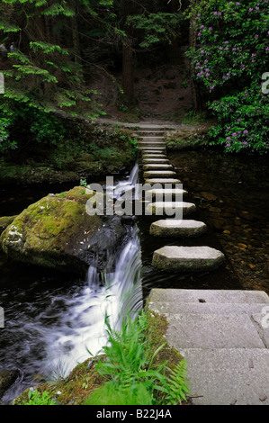 Sentier de stepping stones passage piétons traverser la rivière shimna tollymore forest park comté de Down en Irlande du Nord Banque D'Images