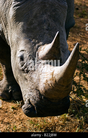 Un rhinocéros blanc ou Square-lipped Rhinoceros (Ceratotherium simum) dans le parc national d'Etosha, Namibie Banque D'Images