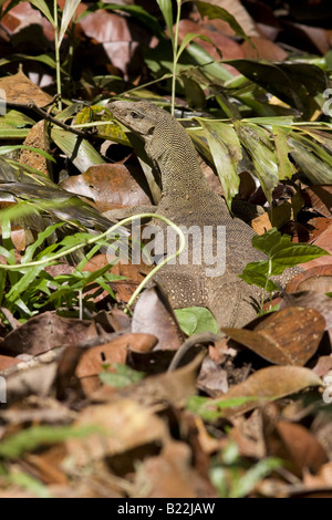 Iguana dans les sous-bois Banque D'Images