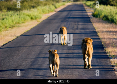 Trois Lions dans le parc national d'Etosha, Namibie Banque D'Images