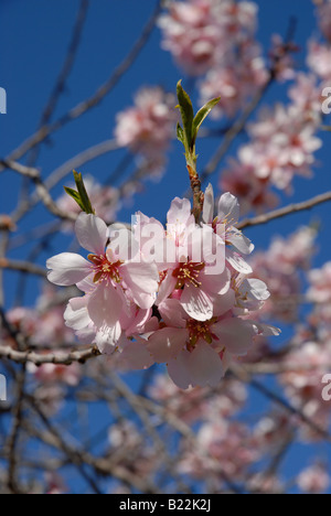 Amandier en fleurs, près de l'Fachecha, Province d'Alicante, Communauté Valencienne, Espagne Banque D'Images