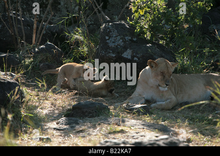 Une lionne et ses petits au lever du soleil dans le Masai Mara au Kenya l'Afrique. Banque D'Images