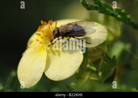 Une macro close-up détaillé, photographie d'un voler délicatement perchés sur les pétales d'une fleur jaune, se reposer, à la recherche de pollen Banque D'Images