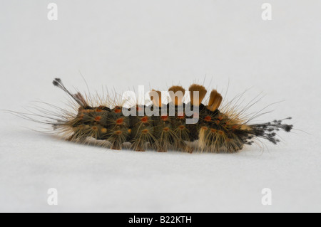 La chenille de papillon vaporer Orgyia antiqua de la famille des Lymantriidae sur fond blanc Banque D'Images