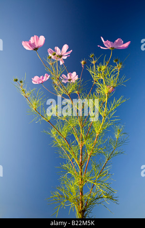 Une plante en fleurs cosmos (Cosmos bipinnatus) sur un fond bleu (France). Pied de Cosmos en fleurs sur fond de ciel bleu. Banque D'Images