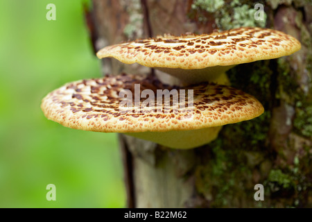 Gros plan d'une paire de champignons poussant sur un arbre vivant dans la forêt illustrant la symbiose du vivant Banque D'Images