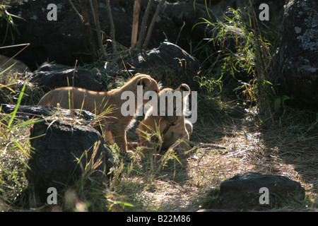 Des lionceaux jouant dans le Masai Mara au Kenya l'Afrique. Banque D'Images