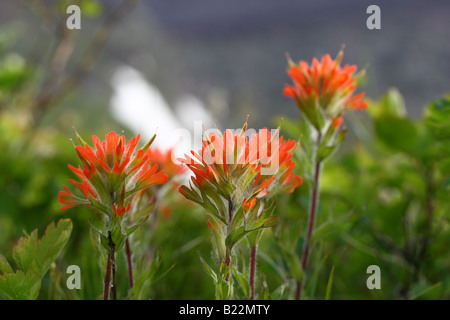 Indian Paintbrush Flower Banque D'Images