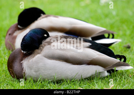 Deux canards colverts, les hommes, s'asseoir ensemble sur l'herbe. Ils dorment. Banque D'Images